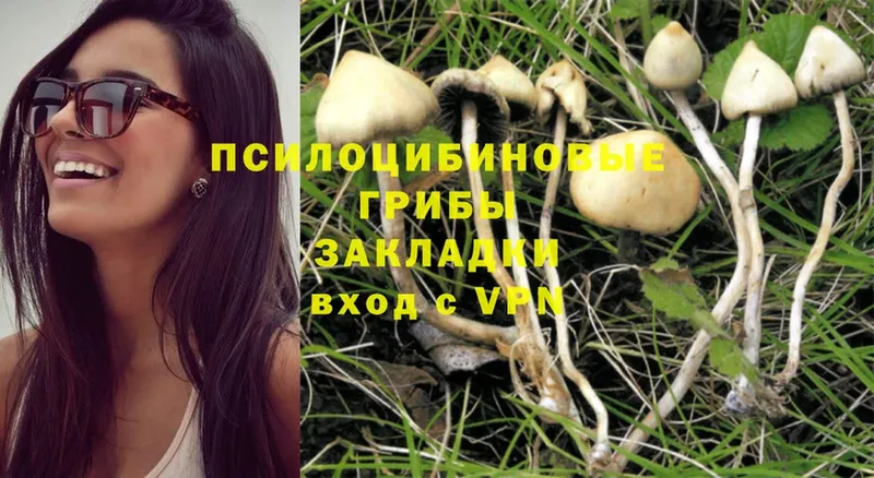 Галлюциногенные грибы Psilocybine cubensis  Бежецк 